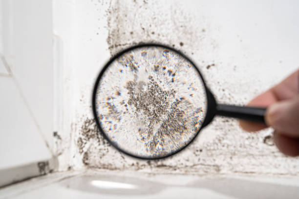 East Kapolei, HI Mold Inspection, Removal & Remediation Company